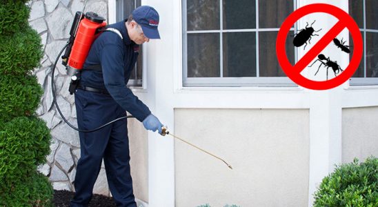 Kalkandere Fare İlaçlama böcek ilaçlama ve haşere kontrolü — ilaclama-tr.com